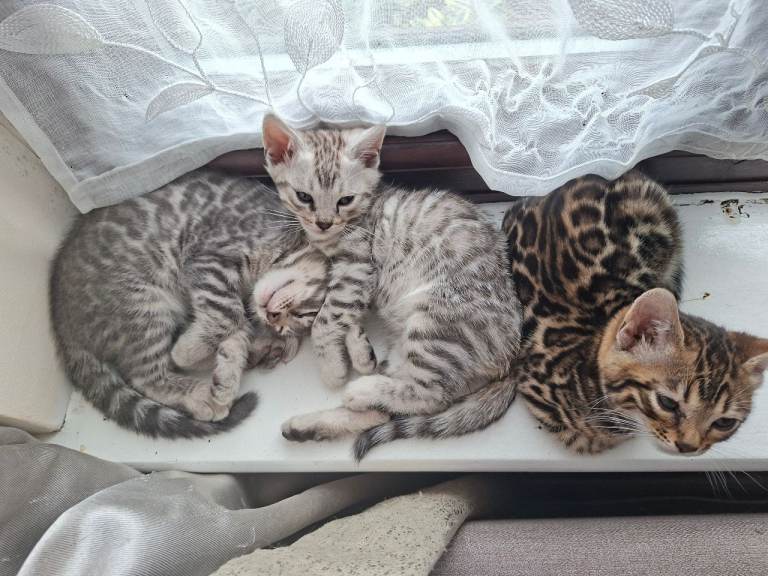 3 adorable pedigrees benagls