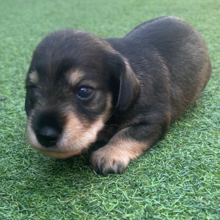 Beautiful miniature Schnoxie