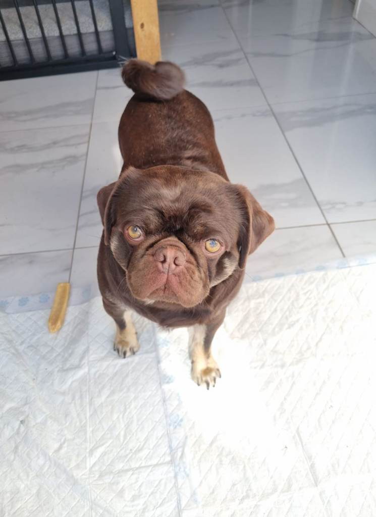 Good home wanted 🙏 