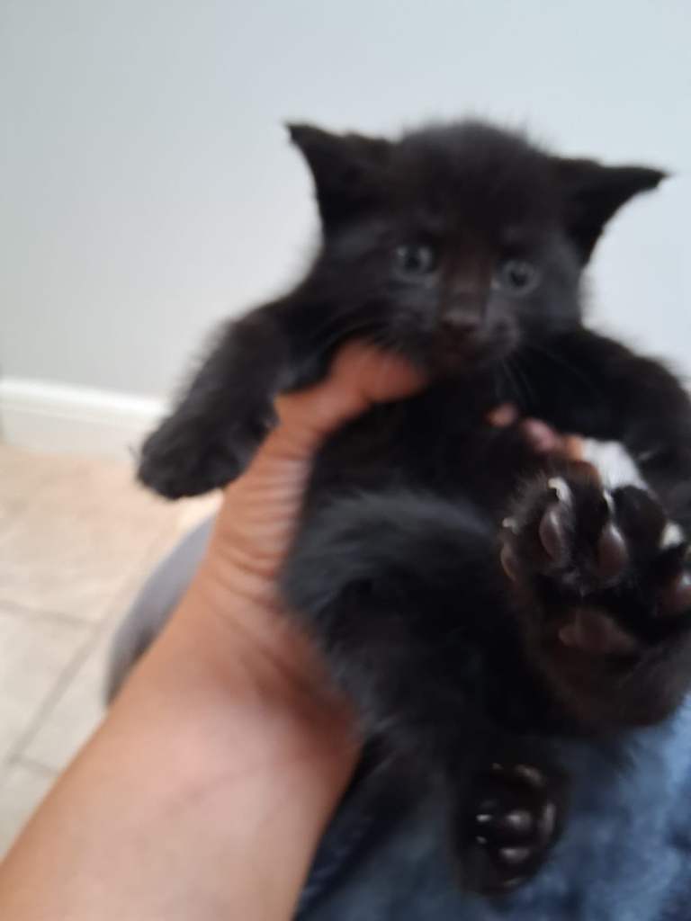 Black kittens for sale