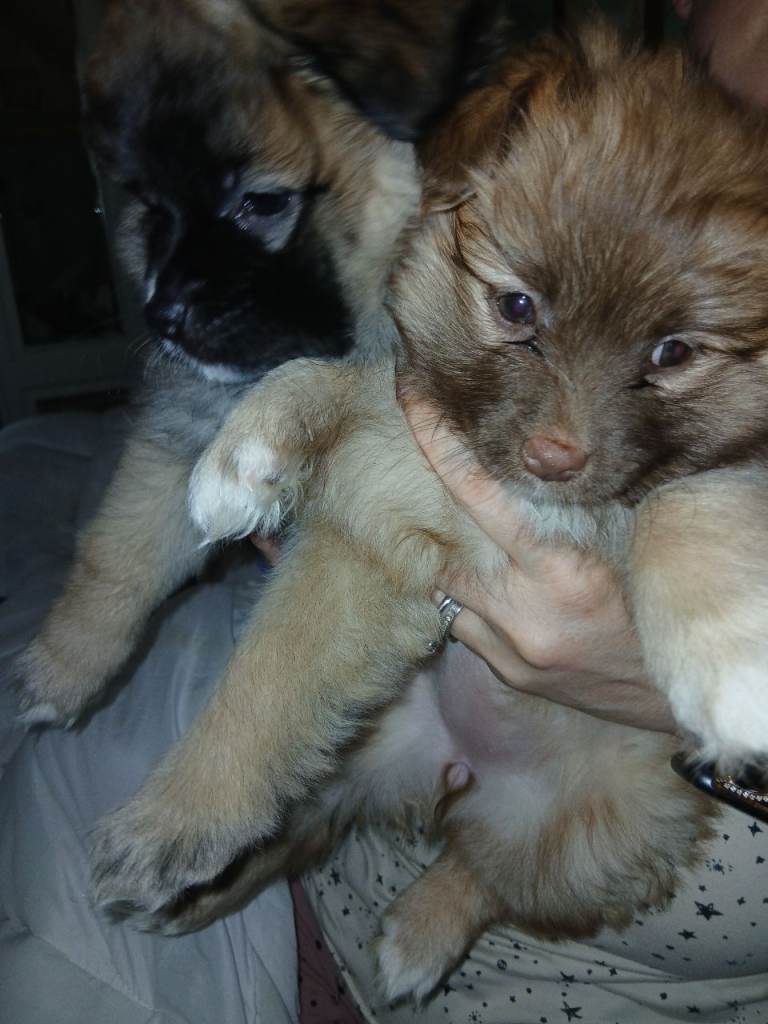 Pomeranian pups 