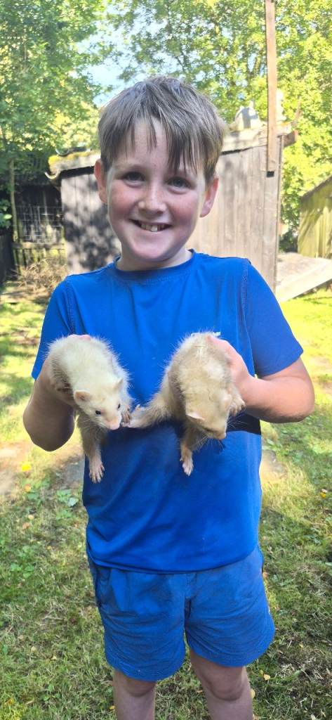 Last 2 Ferret kits, good homes needed.