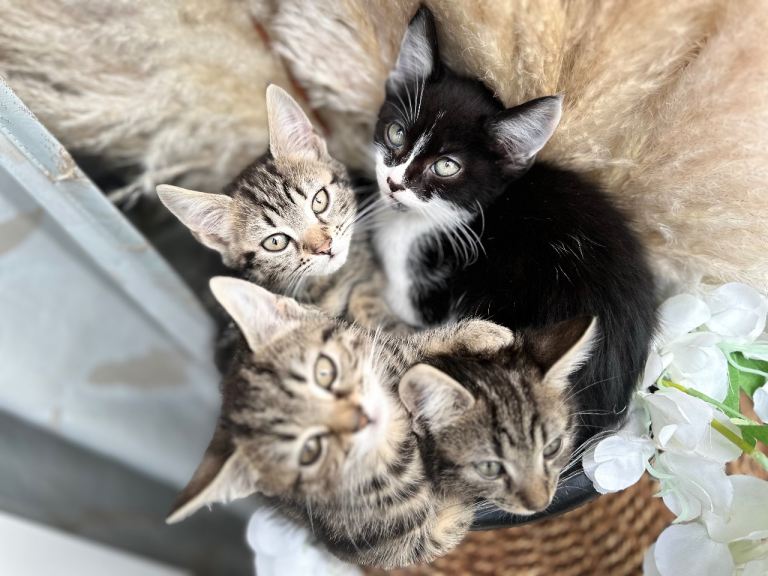 Kittens 