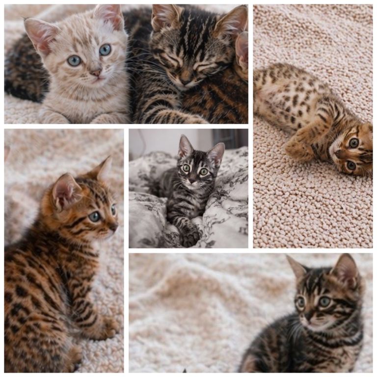 Stunning Bengal Kittens