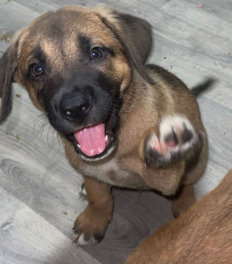 READY NOW Cane Corso x Bullmastiff x Border Collie Puppies