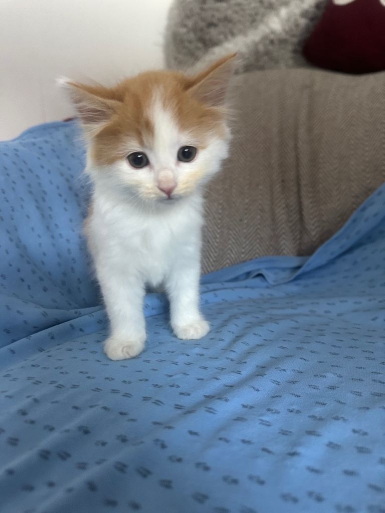 Kittens looking for there forever home