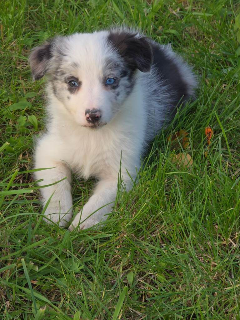 Beautiful border collie pup's for sale
