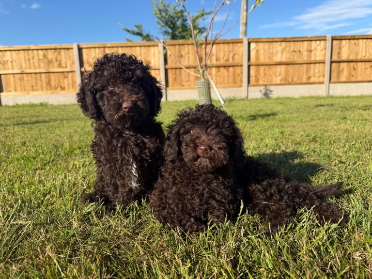 Cockapoo Female Puppies Fully Vaccinated 
