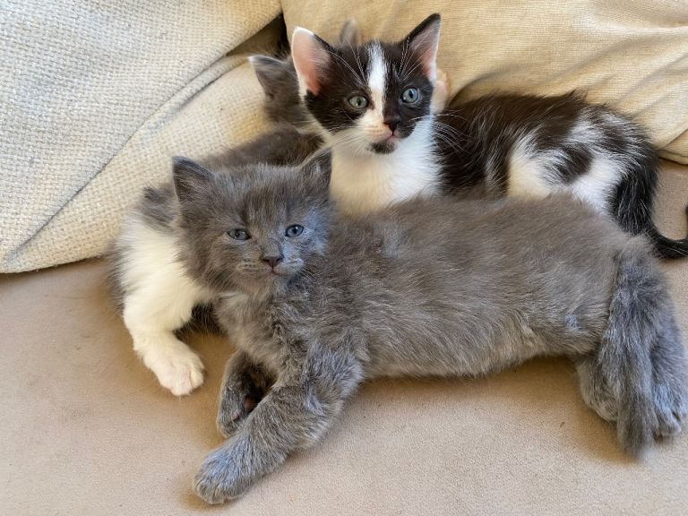 5 beautiful friendly kittens prices vary please read.