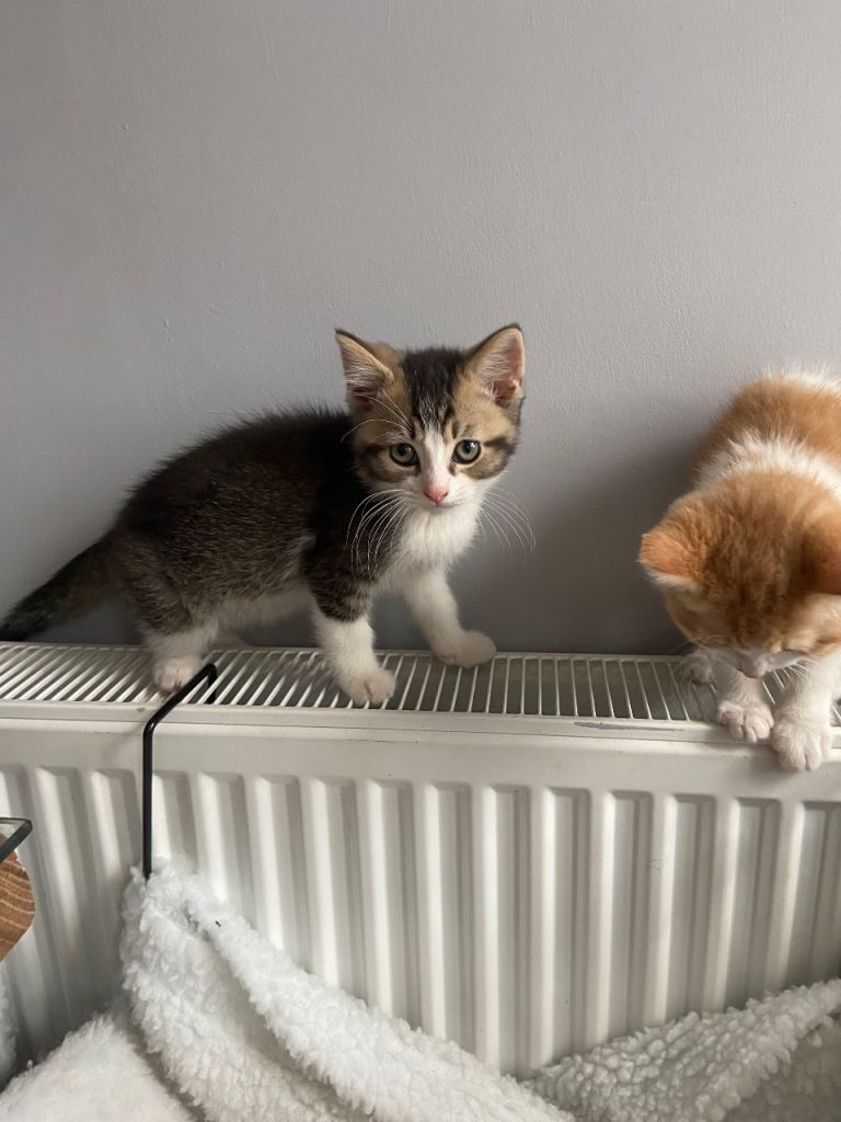 3 kittens for sale 