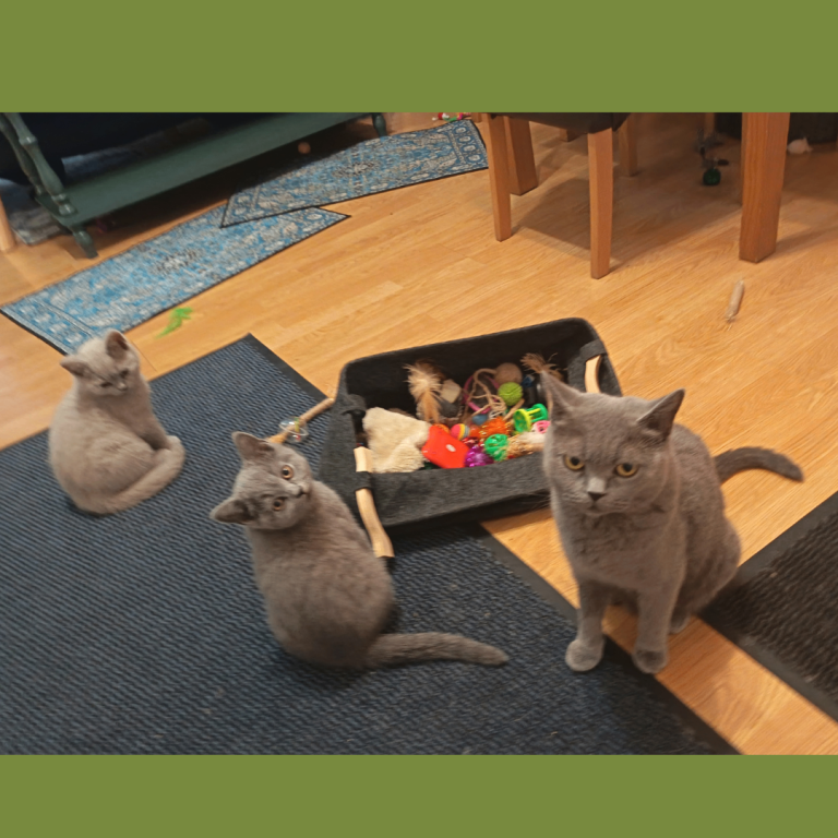   British Shorthair Kittens –Available now