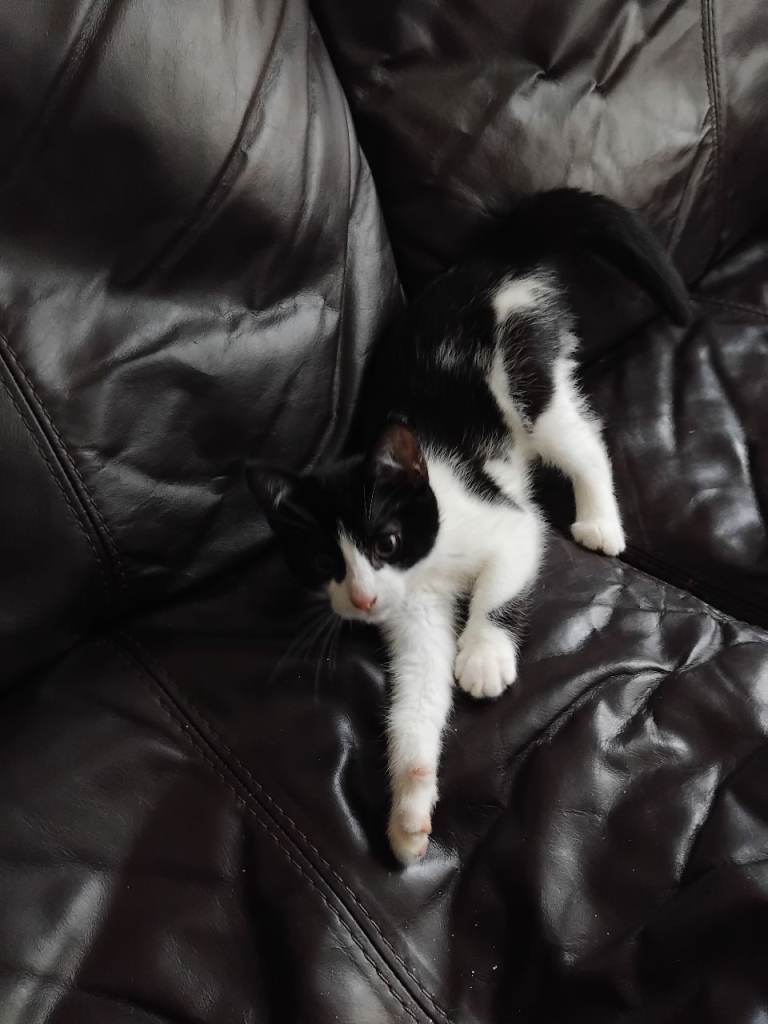 Selling two female kittens 10 weeks old