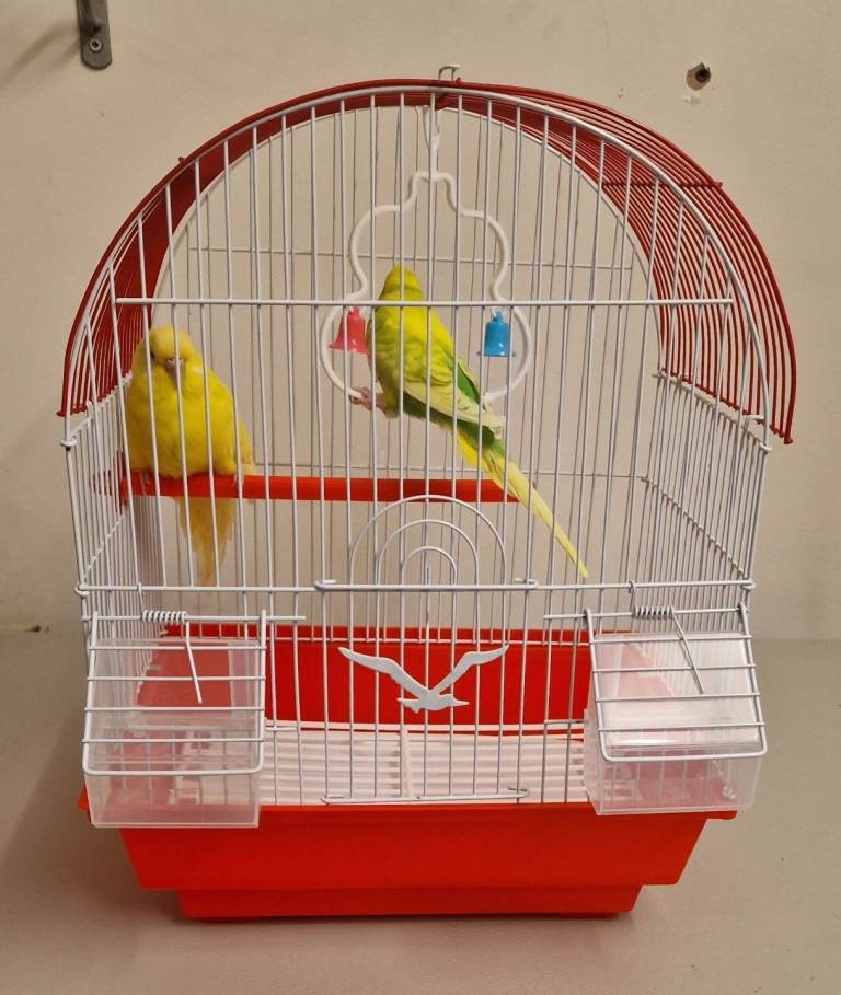 Pair Budgies For Sale with small cage