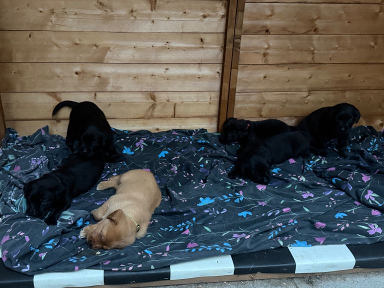 Labrador puppies 