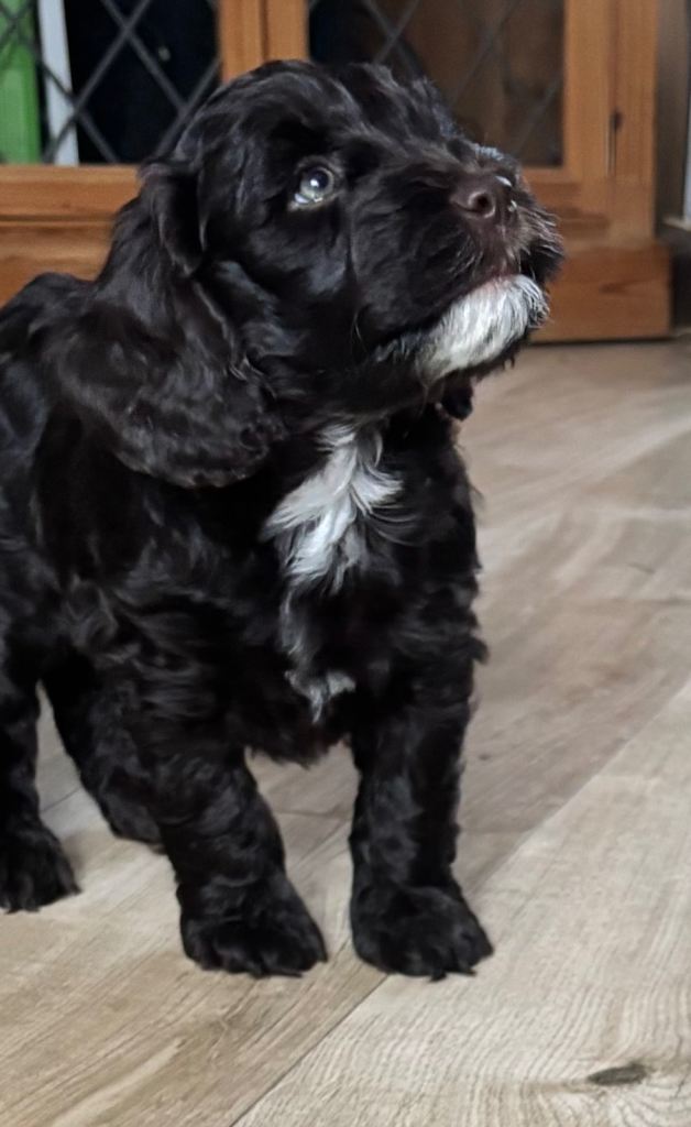 Stunning Cockapoo pups looking for their forever homes