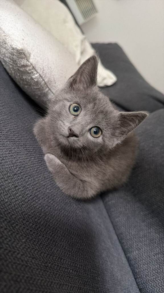 Absolutely Stunning 11 week old Blue BSH cross - Male 