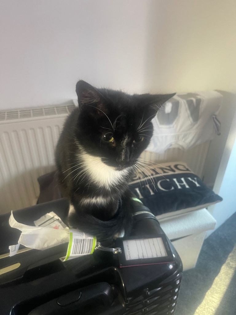 Male cats 18mths old