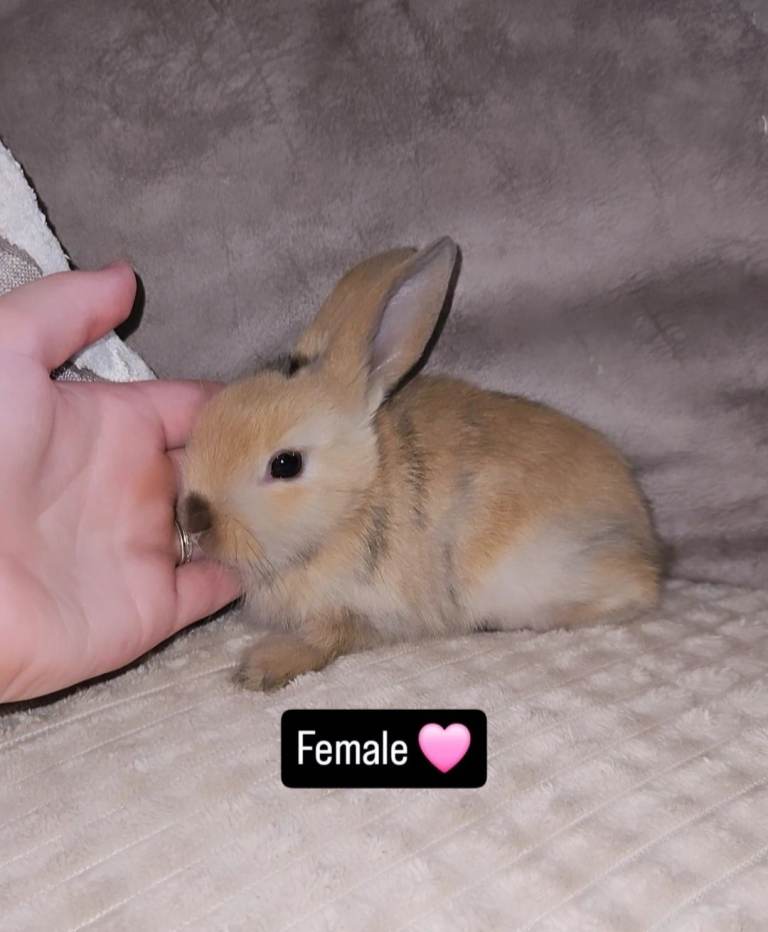 Baby bunnies (Ready to leave)