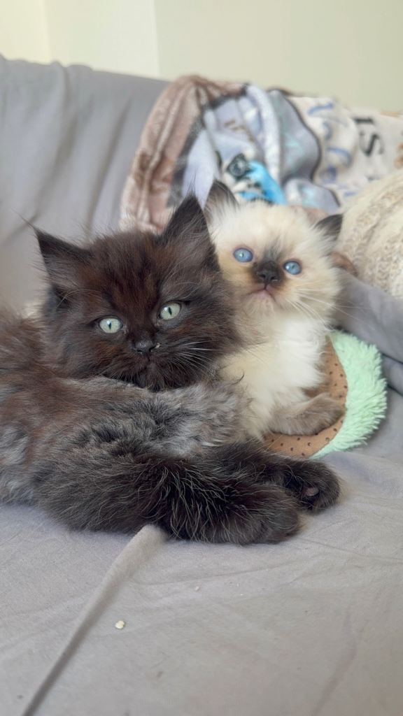 Mixed breed (Ragdoll & British long hair)