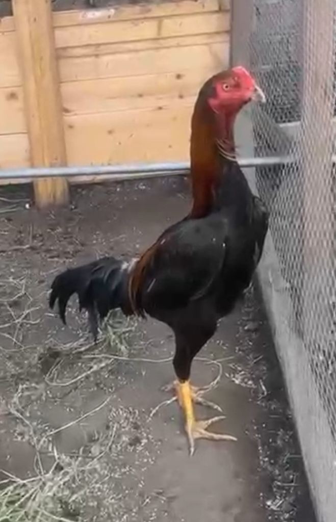 German o shamo hen/japxthai male