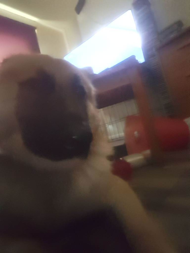 German Shepherd dog for sale 