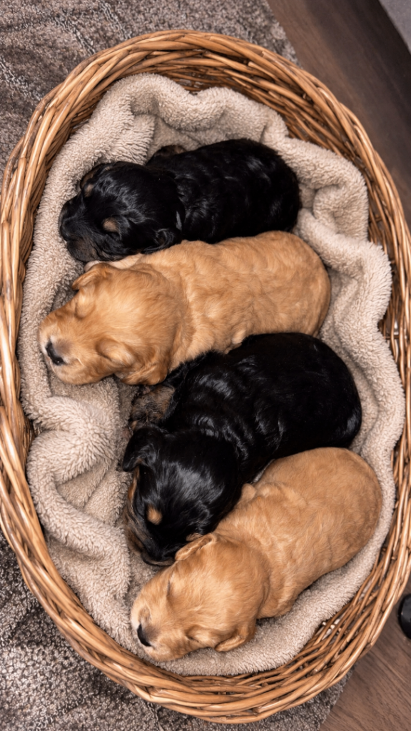 4 stunning cockapoo puppies 