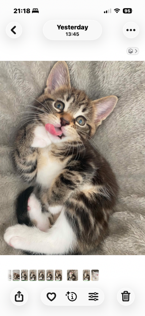 Maine coon x bengal kittens 
