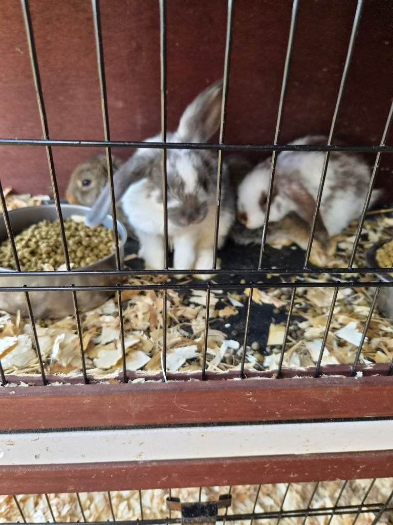 Continental rabbits