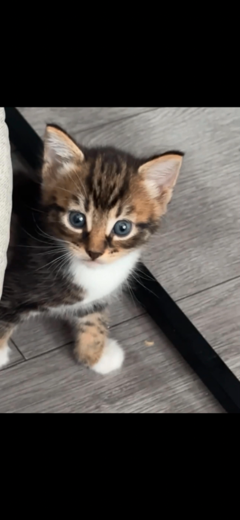 5 kittens for sale