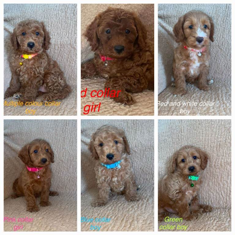 F1BB Cockapoo puppies