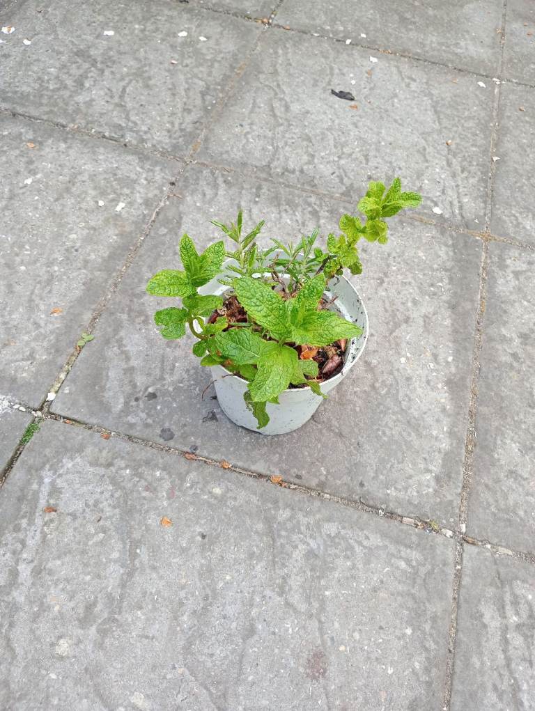 Mint and rosemary plant well established plant 