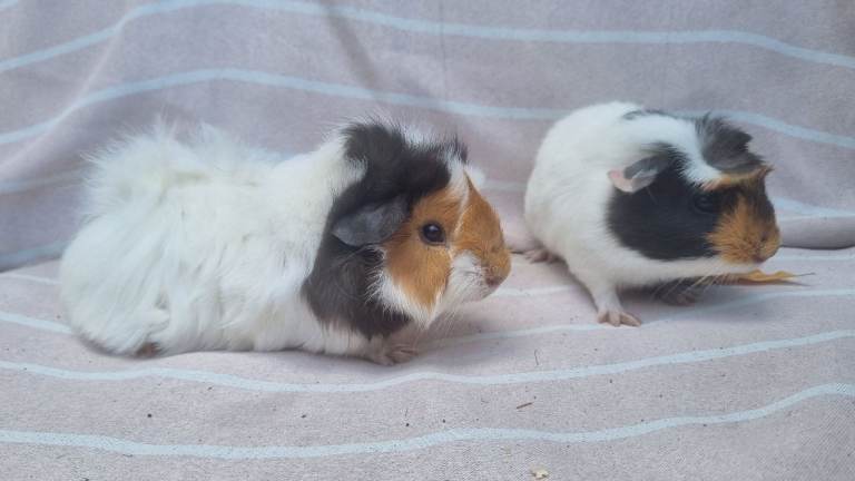 Two females 9 weeks old Guinea pig £30