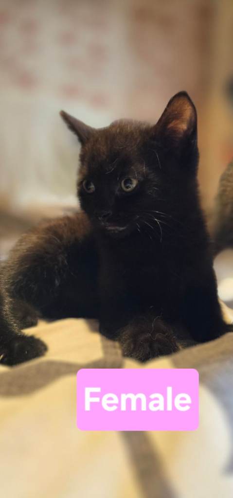 Black Female Kitten For Sale