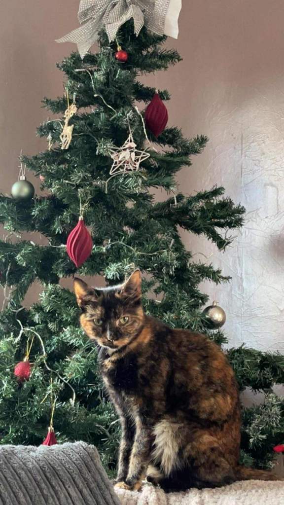 Beautiful female young cat for sale