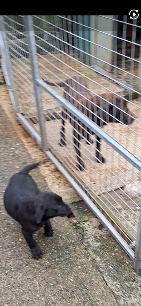Male Labrador pup for sale