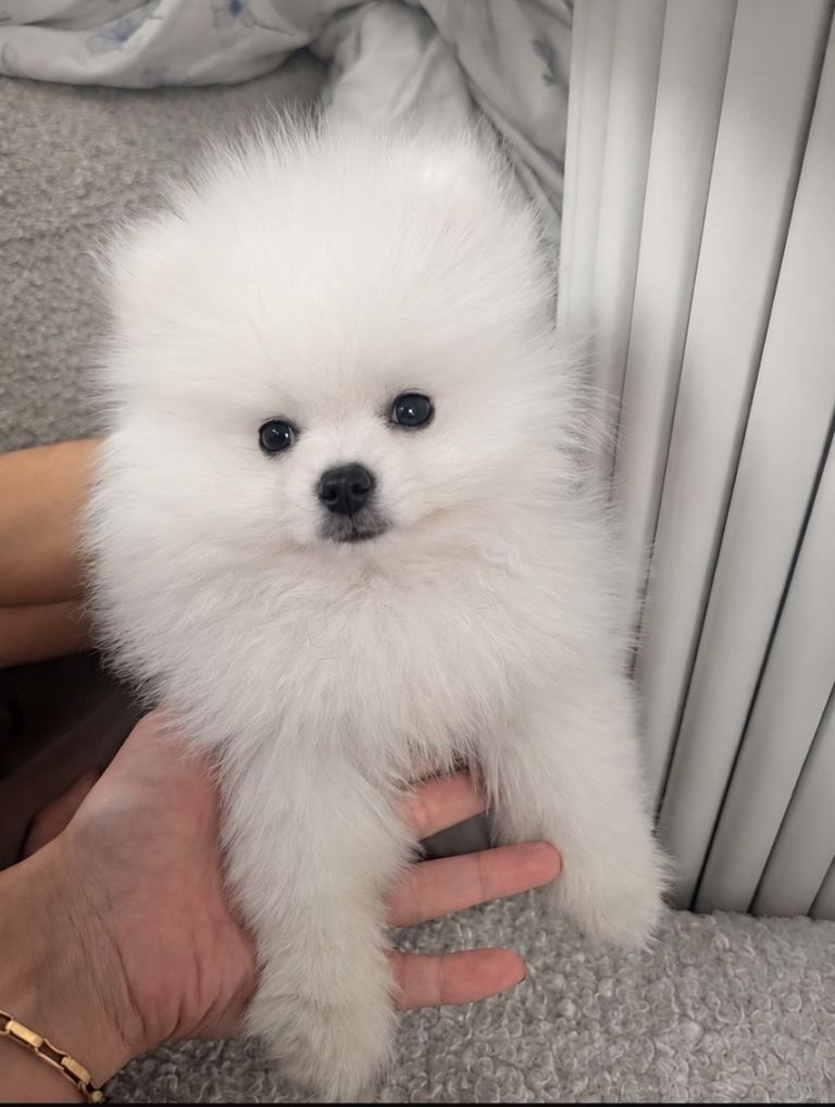 White KC Registered Pomeranian Puppy – Male, 8 Weeks Old