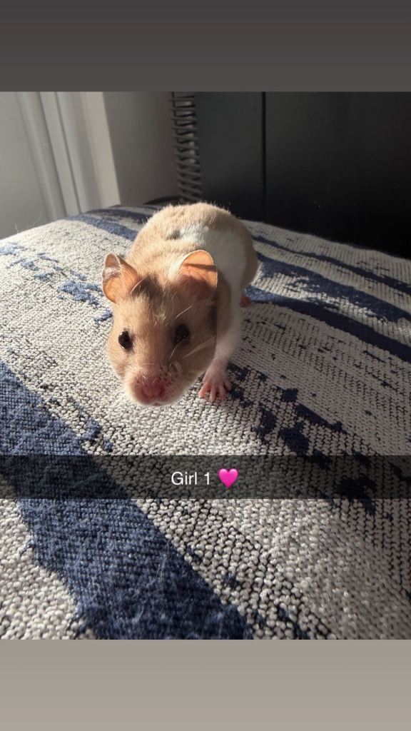 Baby Syrian Hamster’s