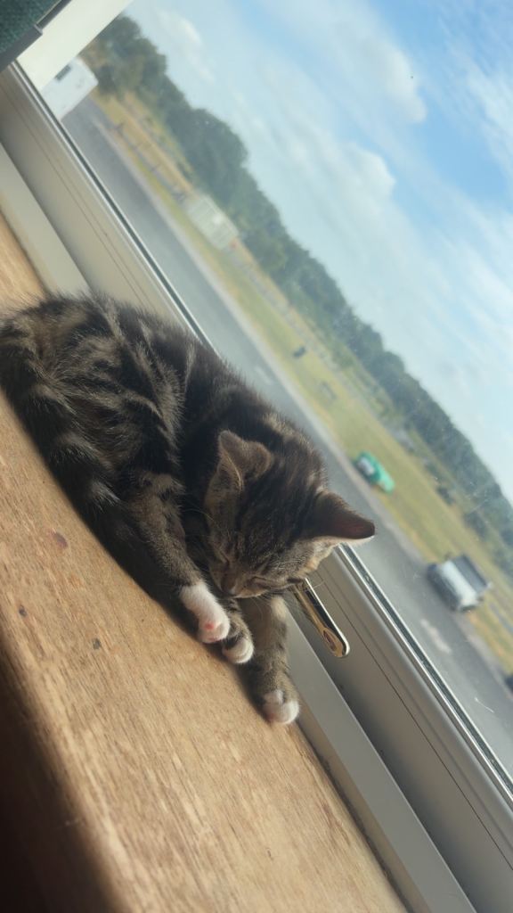 Kittens for sale 