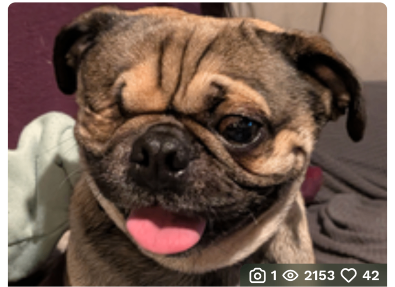 Pug