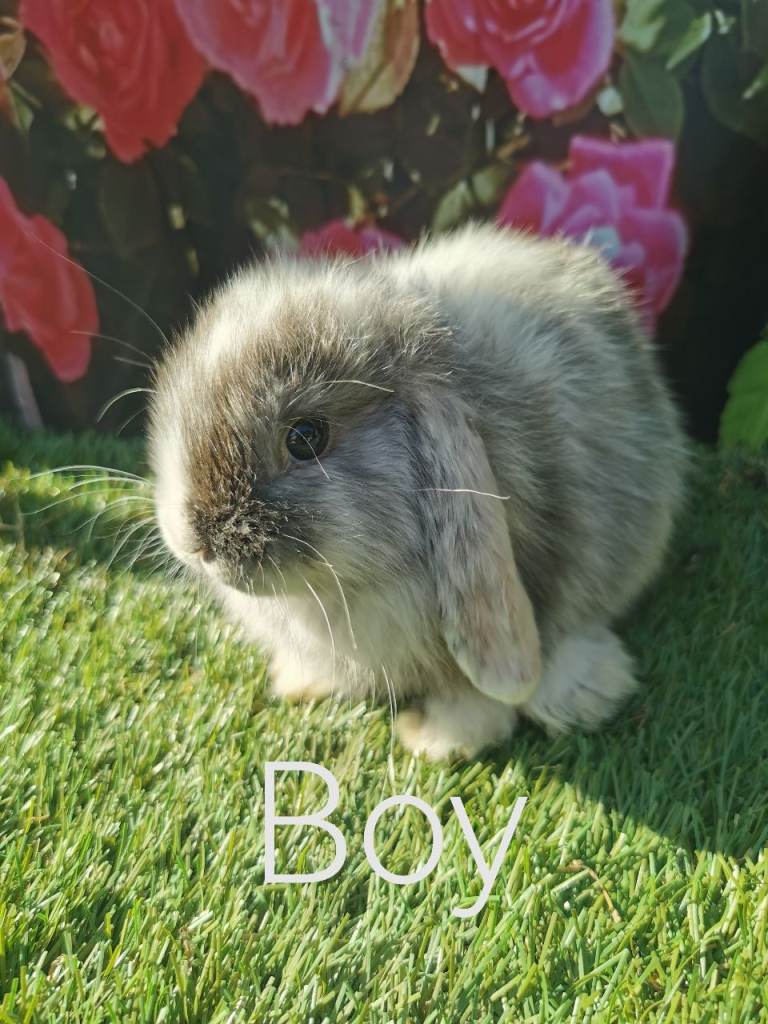 Mini lop baby rabbits 