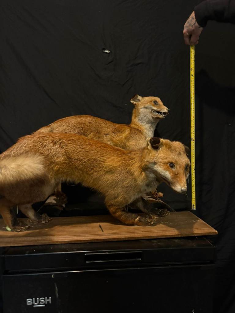 Two taxidermy foxes