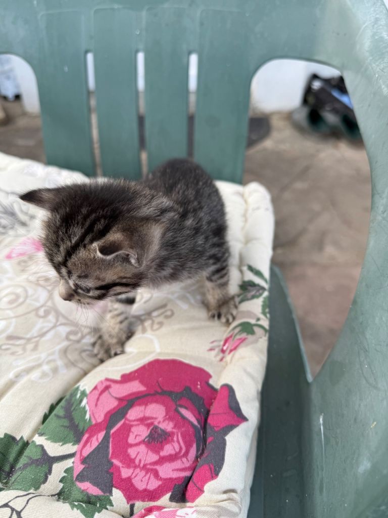 Kittens.