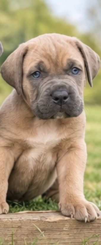 Cane Corso Puppies – Elite Champion Bloodlines
