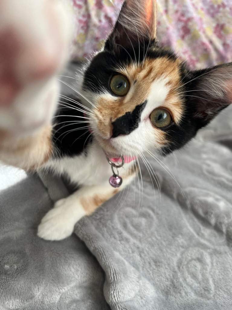 Gorgeous Female Calico Cat 1yo