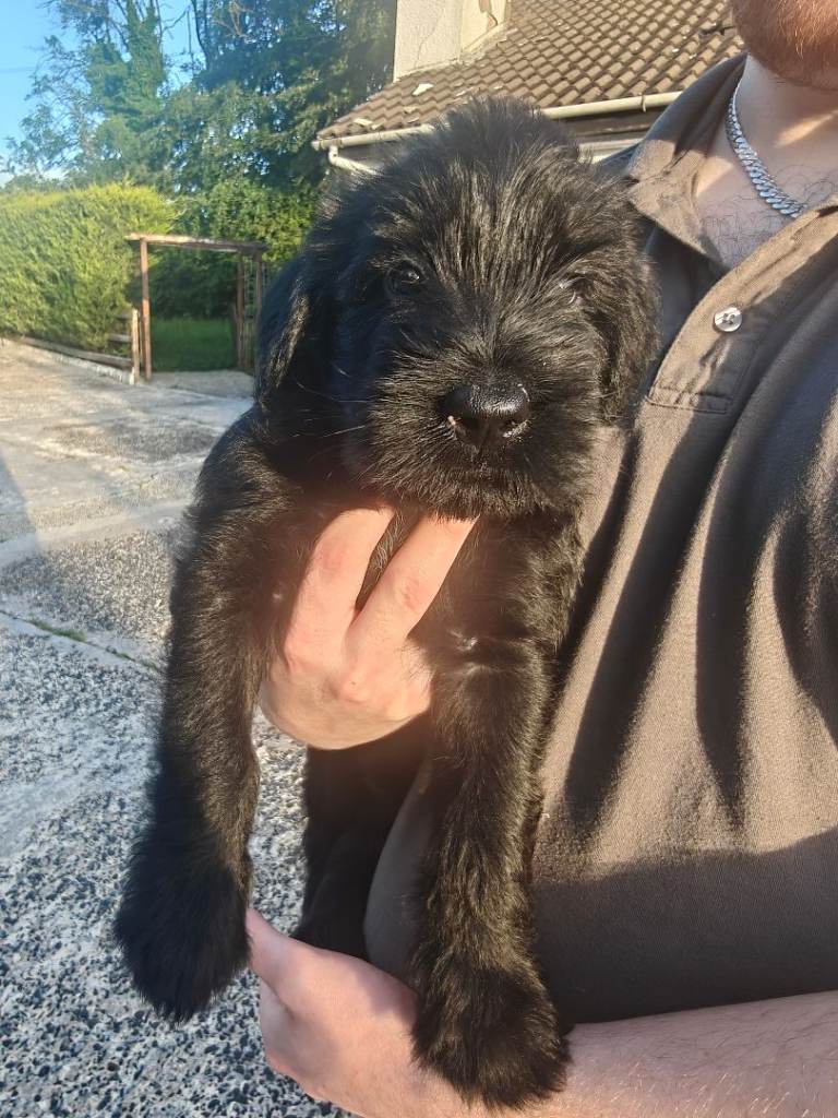 IKC Champion-Bred Giant Schnauzer Puppy | Irish Champion Sire | 1 Black Male