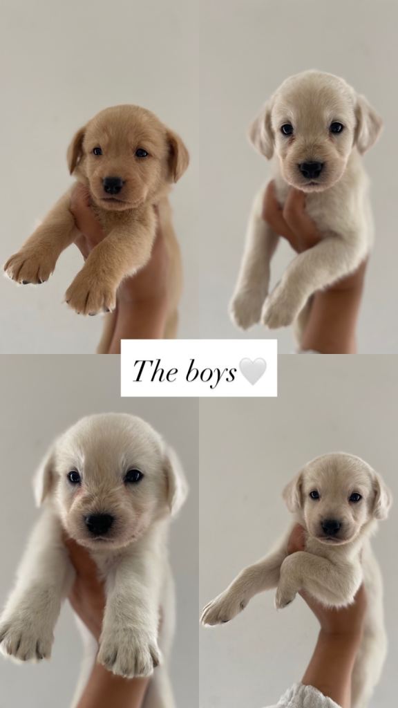Beautiful Labradoodle x Fox Red Labrador Puppies – Ready Now 🐾❤️