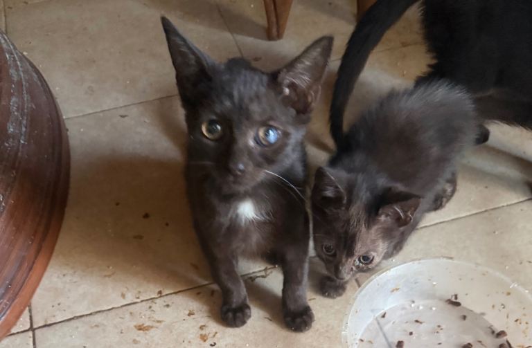 Cat kittens 
