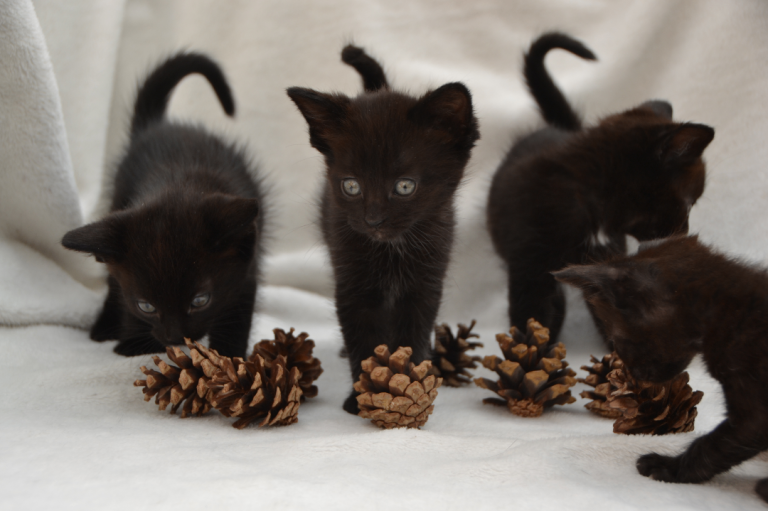 Gorgeous Bombay/Maine-Coon/Ragdoll Mix Kittens