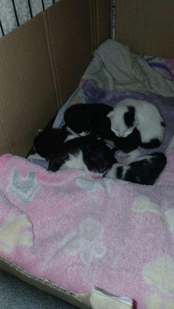 Maine Coon Cross kittens