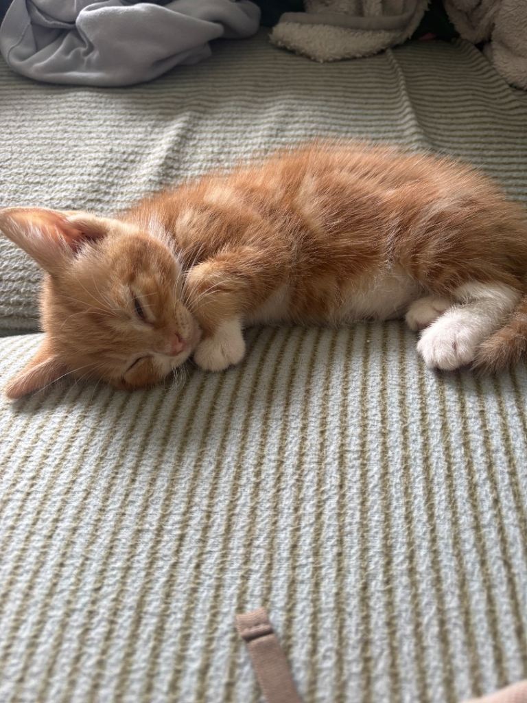 Kittens 